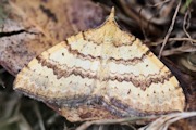 Vik: Chrysolarentia insulsata Moth
